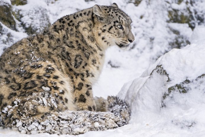 Снежный Барс Ирбис