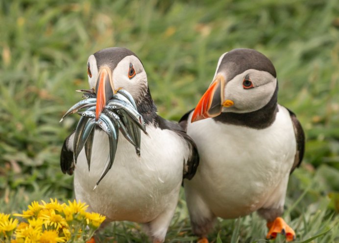 Премия comedy Wildlife Photography