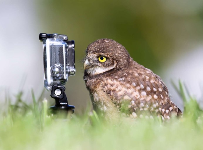 Филин с фотоаппаратом