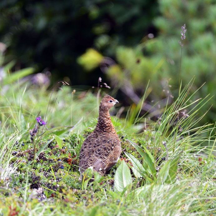 Куропатка фото летом