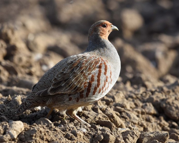 Куропатка самец