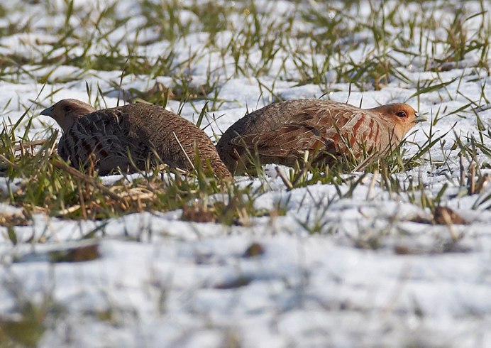 Серая куропатка Кирзинского заказника