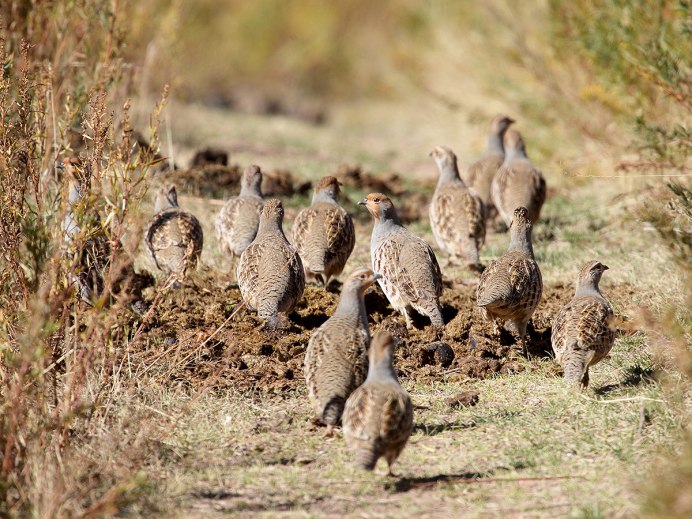 Серая куропатка стая