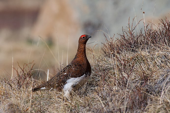 Белая куропатка - lagopus lagopus