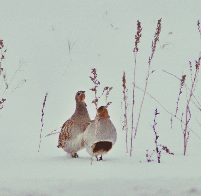 Куропатки в дикой природе
