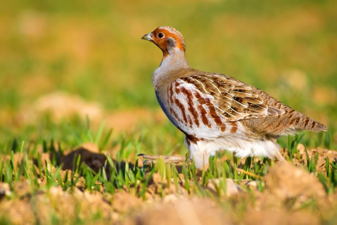 Серая куропатка (Perdix Perdix)