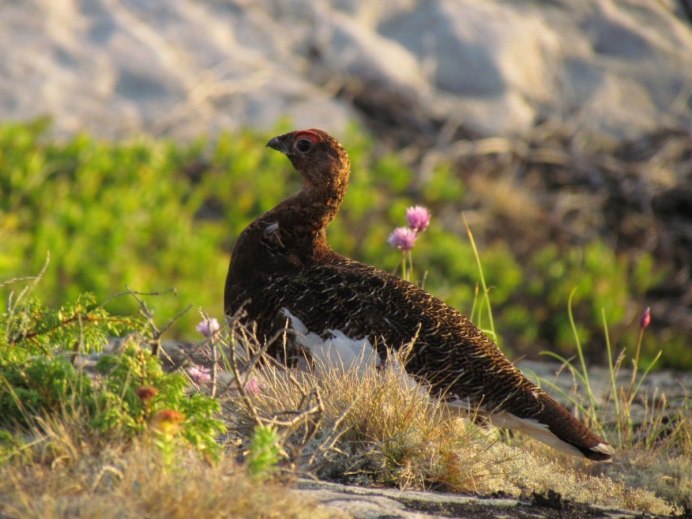Серая куропатка (Perdix Perdix)