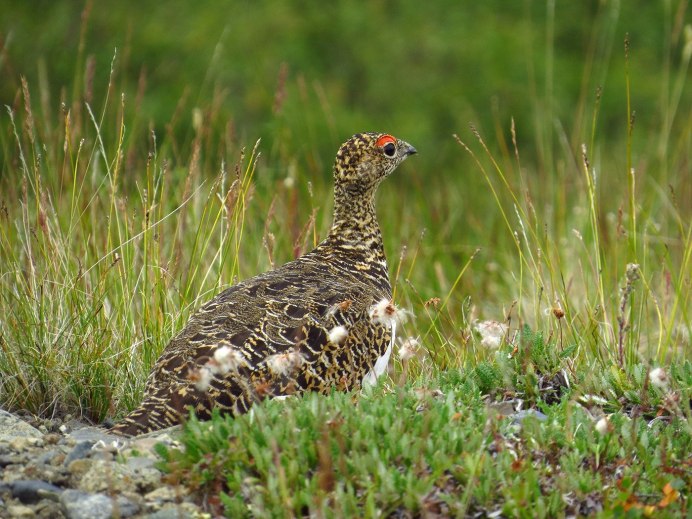 Куропатка Саяны