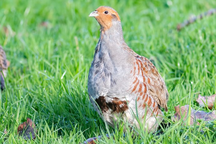 Серая куропатка самка