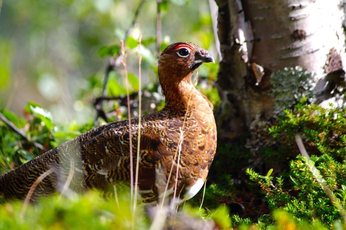 Куропатка самец