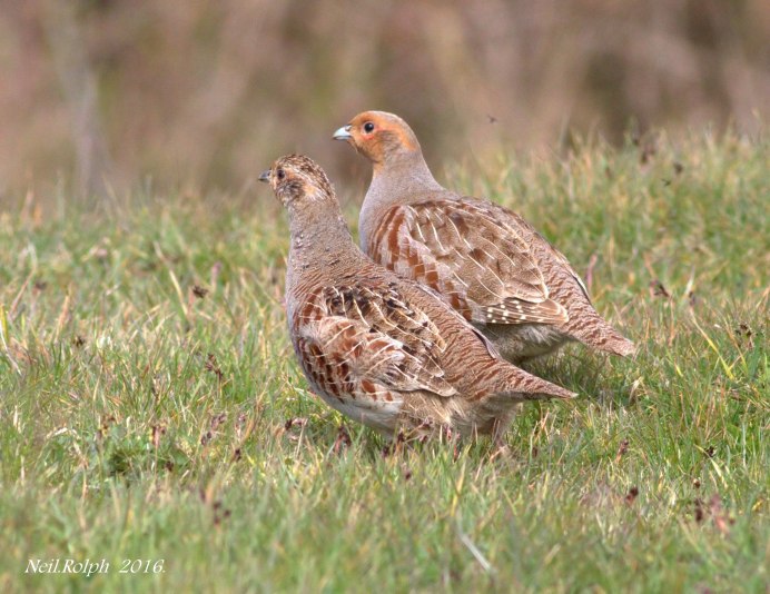 Серая куропатка (Perdix Perdix)