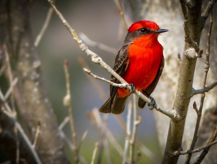 Певчая птичка с красной грудкой
