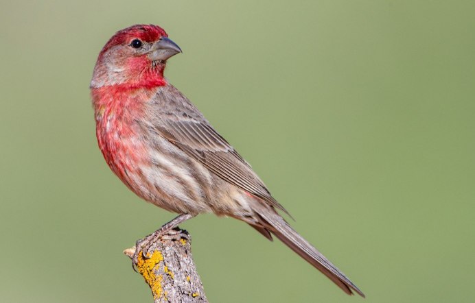 Птичка с красной головой Новгородская область