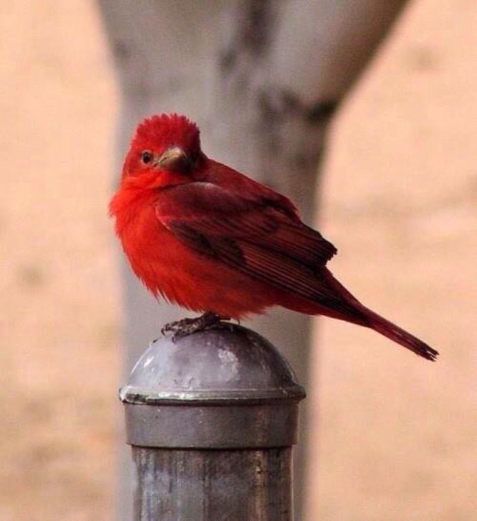 Зарянка, Щур