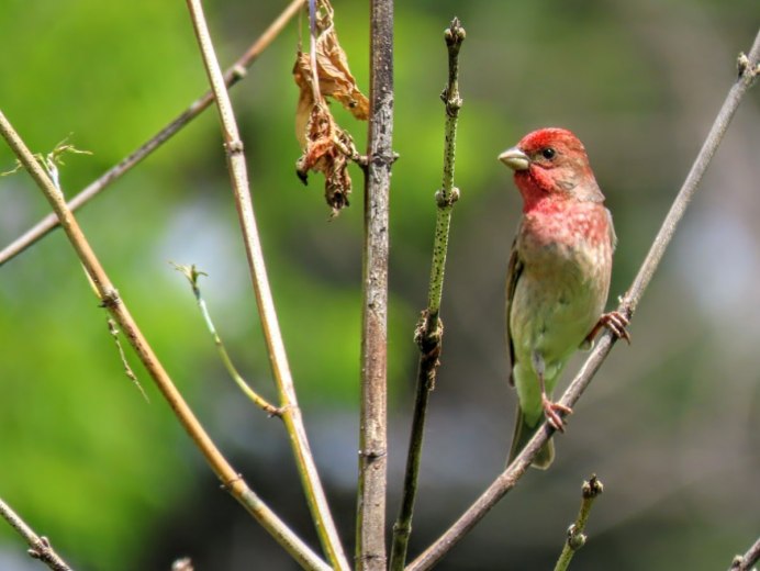 Чечевица обыкновенная самка