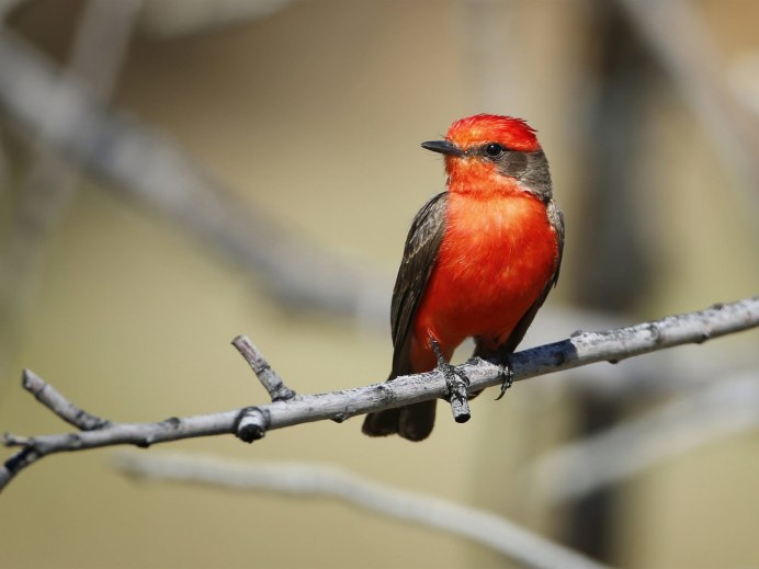 Пурпурный танагровый певун