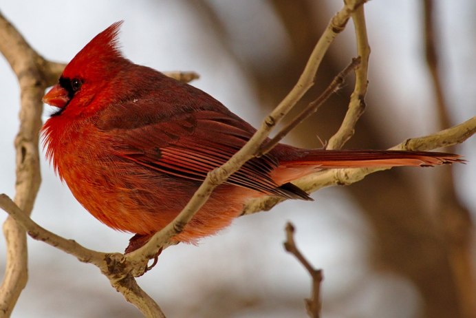 Танагровый певун