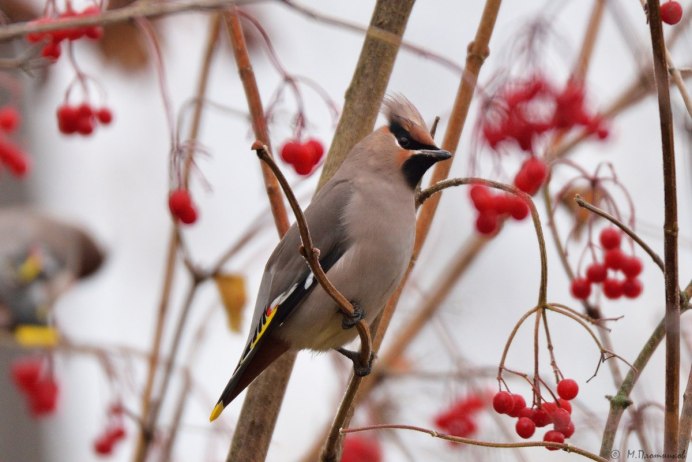 Сорокопут свиристель