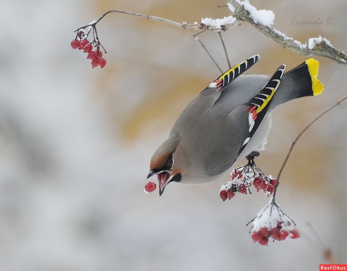 Дрозд свиристель Крымский