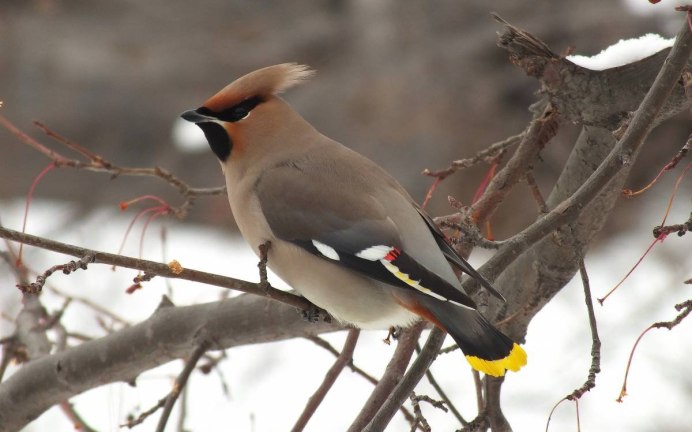 Свиристель Уральская