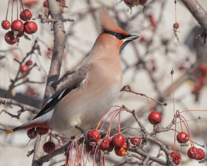Хохлатая свиристель
