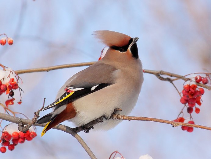 Американский свиристель