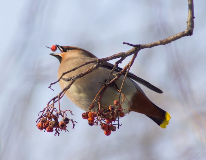 Хохлатая свиристель