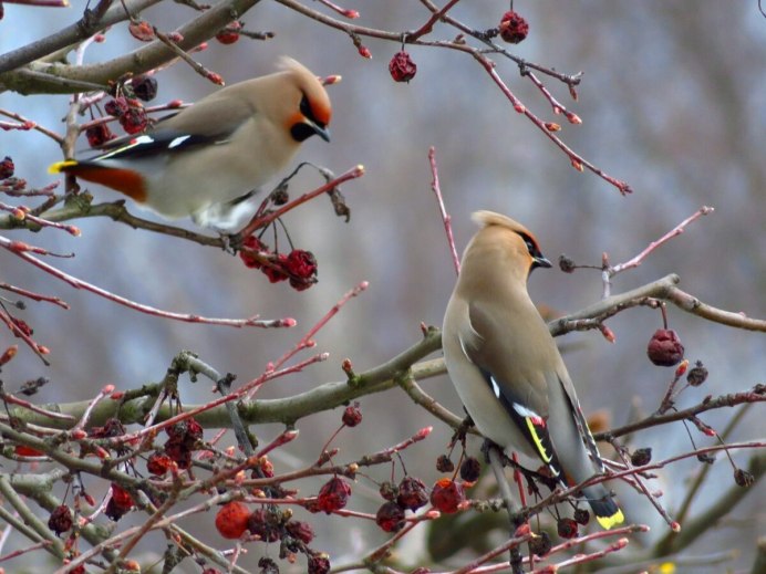 Птенец свиристели