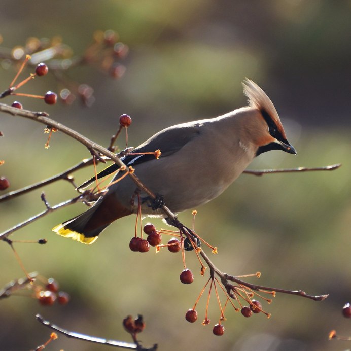 Свиристель зимующая