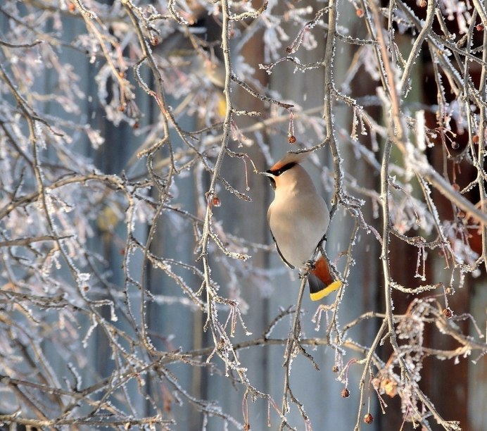 Богемский свиристель