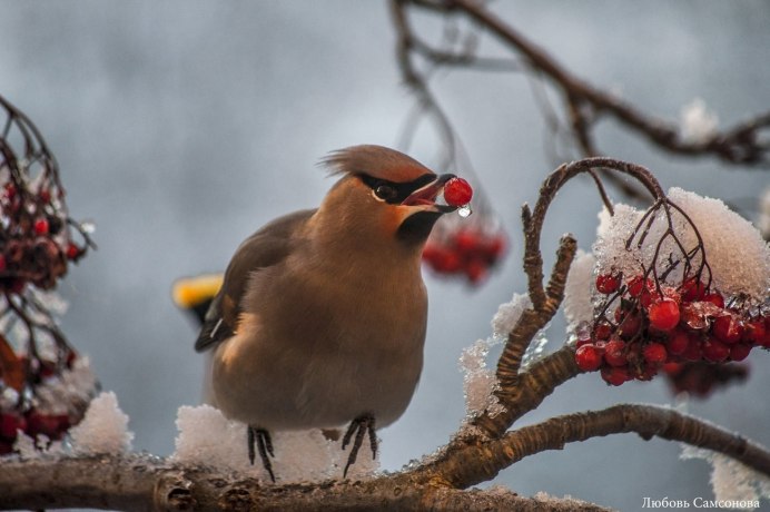 Зимние птицы свиристель
