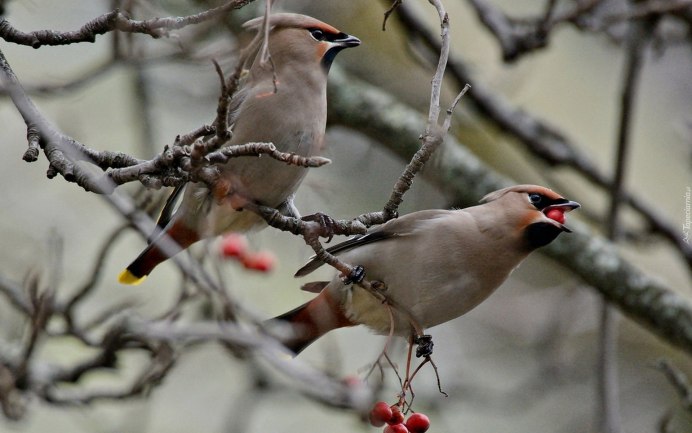 Хохлатая свиристель
