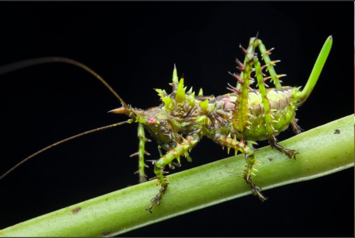 Кузнечик иглистый дьявол