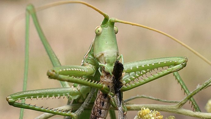Кузнечик с красными глазами