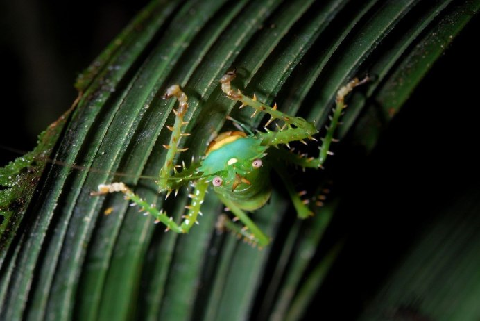 Кузнечик иглистый дьявол