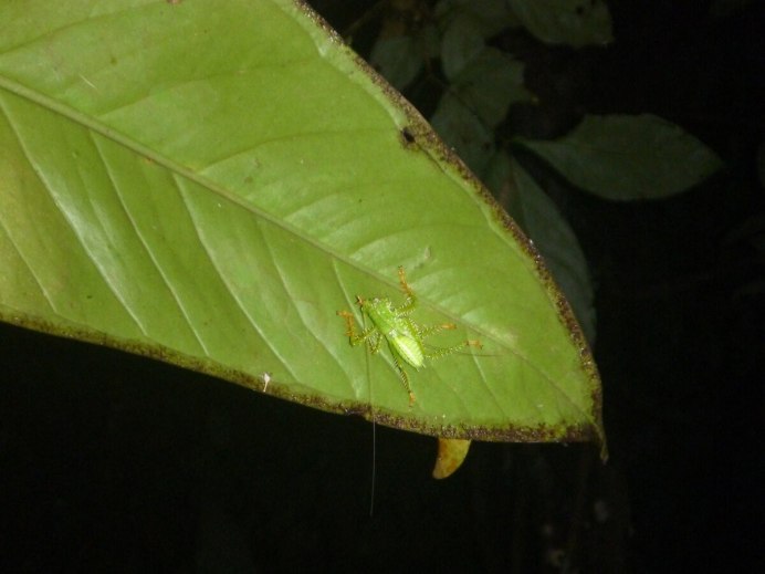 Иглистый Тритон ребра