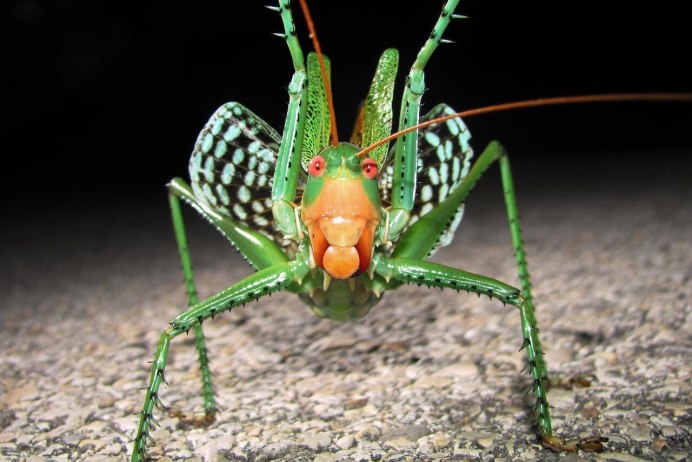 Иглистый Тритон чёрный