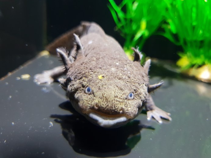 Жук Саранча