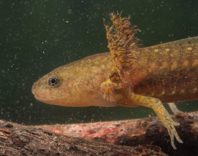 Певчий кузнечик (лат. Tettigonia cantans)
