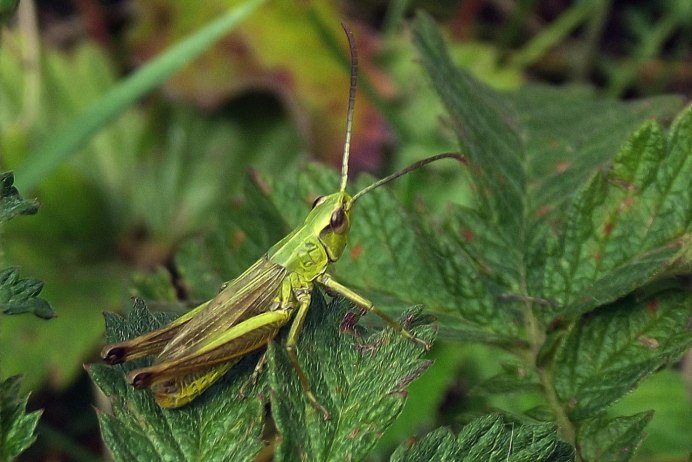 Кузнечик мормон