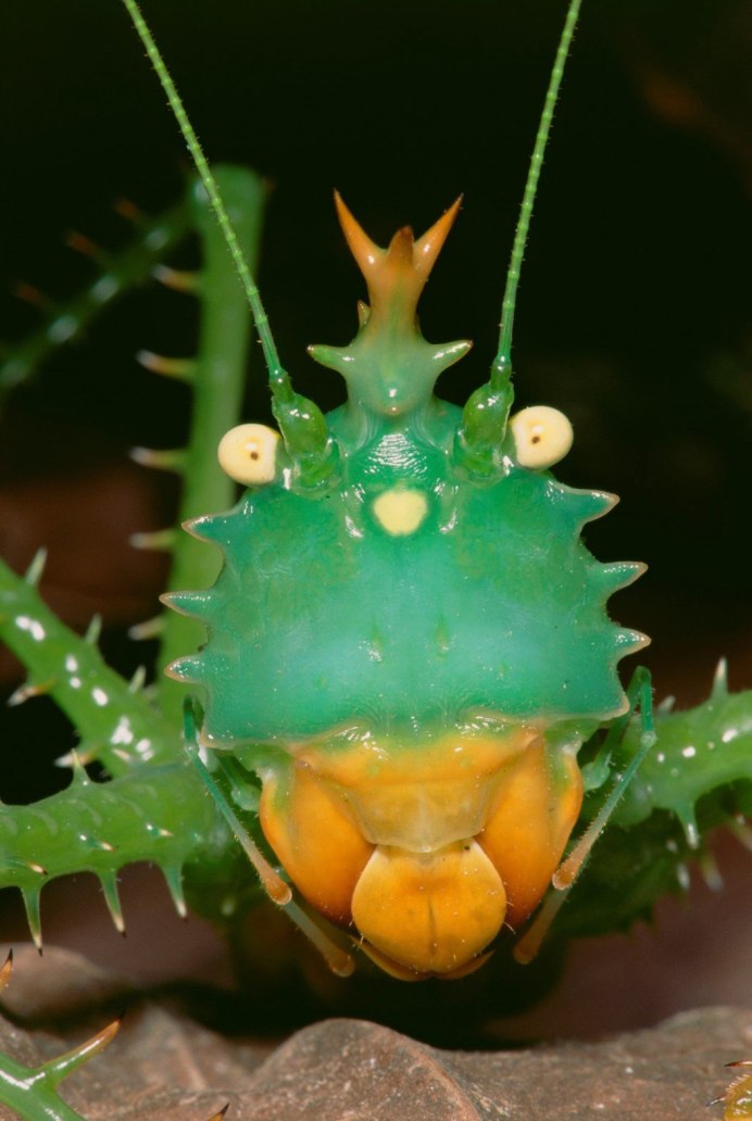 Кузнечик иглистый дьявол