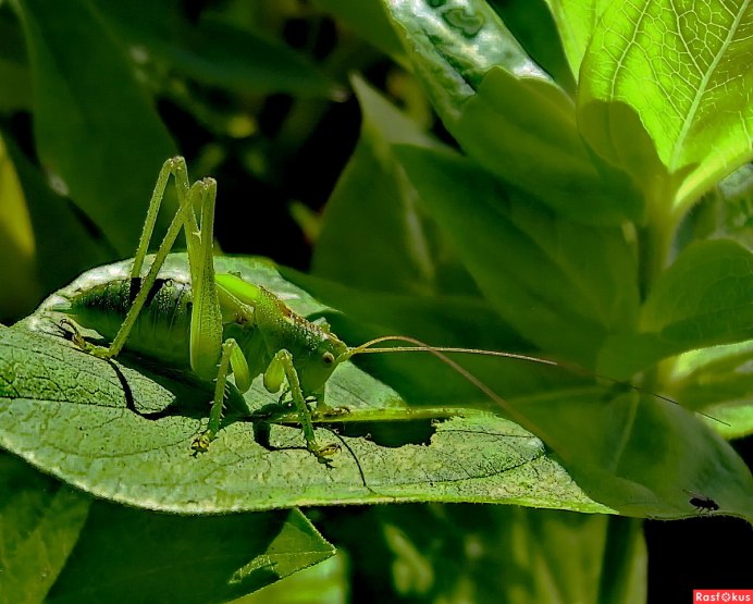 Павлиний кузнечик