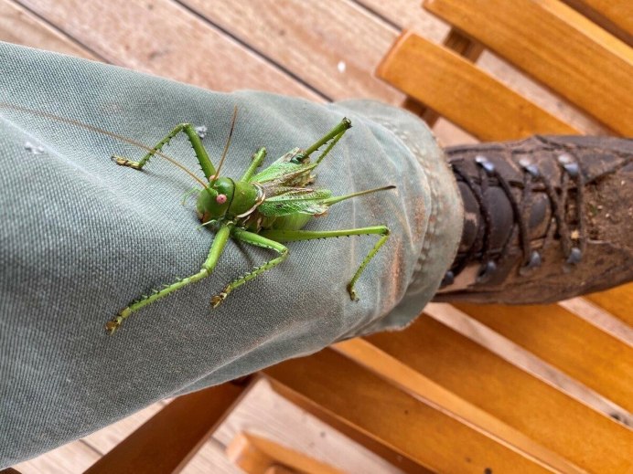 Гигантская Уэта беременная