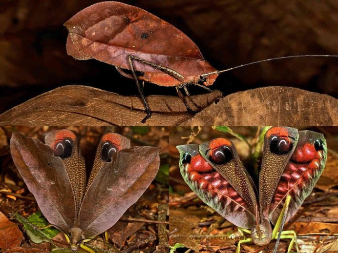 Дьявольский красноглазый кузнечик