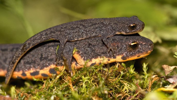 Мышь иглистая Мем