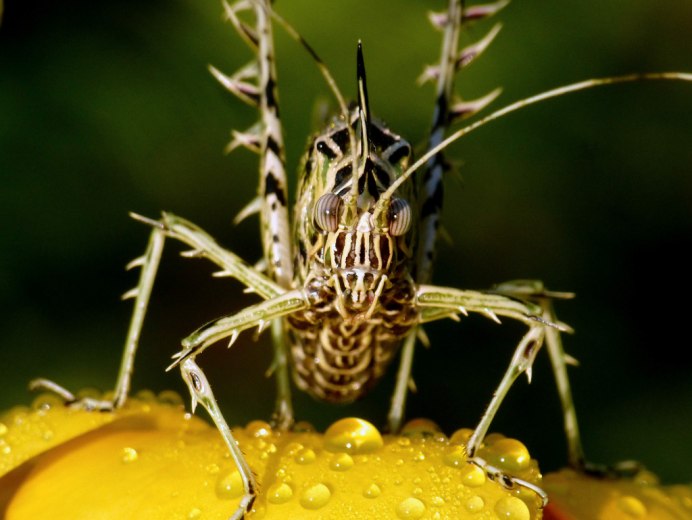 Павлиний кузнечик