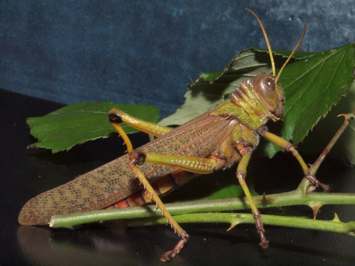 Жук Саранча