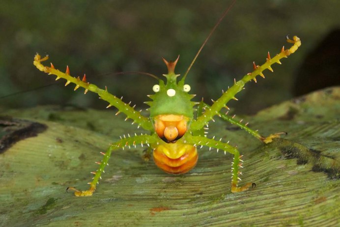 Кузнечик иглистый дьявол