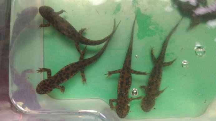 Ядовитые Кузнечики