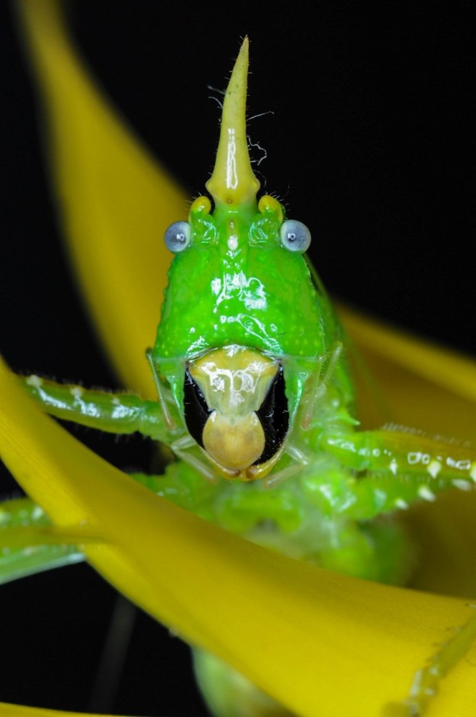Певчий кузнечик (лат. Tettigonia cantans)